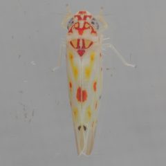 Eratoneura hymac by (c) Victor Engel, some rights reserved (CC BY), uploaded by Victor Engel. Used under a CC-BY license.