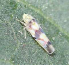 Erythroneura anfracta by (c) Even Dankowicz, some rights reserved (CC BY), uploaded by Even Dankowicz. Used under a CC-BY license.
