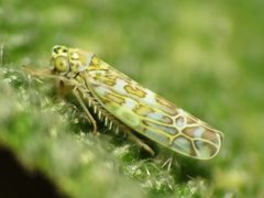 Eupteryx by (c) Katja Schulz, some rights reserved (CC BY). Used under a CC-BY license.