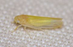 Ossiannilssonola serrula by (c) Nick Block, some rights reserved (CC BY), uploaded by Nick Block. Used under a CC-BY license.