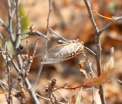 Megatibicen harenosus by (c) Bob Nieman, some rights reserved (CC BY), uploaded by Bob Nieman. Used under a CC-BY license.