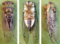 Neotibicen linnei by no rights reserved, uploaded by Ken Kneidel. Used under a CC0 license.