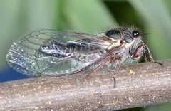 Platypedia minor by (c) Don Loarie, some rights reserved (CC BY). Used under a CC-BY license.