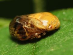 Clastoptera achatina by (c) Katja Schulz, some rights reserved (CC BY). Used under a CC-BY license.
