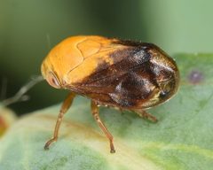 Clastoptera achatina by (c) skitterbug, some rights reserved (CC BY), uploaded by skitterbug. Used under a CC-BY license.