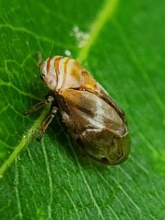 Clastoptera obtusa by (c) Will Kuhn, some rights reserved (CC BY), uploaded by Will Kuhn. Used under a CC-BY license.