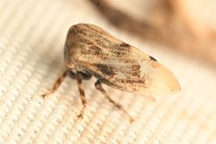 Leioscyta ferruginipennis by (c) Trevor Van Loon, some rights reserved (CC BY), uploaded by Trevor Van Loon. Used under a CC-BY license.