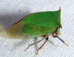 Stictocephala stimulea by no rights reserved, uploaded by kcthetc1. Used under a CC0 license.