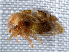 Xantholobus intermedius by (c) Patrick Hanly, some rights reserved (CC BY), uploaded by Patrick Hanly. Used under a CC-BY license.