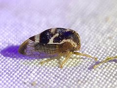 Xantholobus intermedius by (c) Samuel Paul Galick, some rights reserved (CC BY), uploaded by Samuel Paul Galick. Used under a CC-BY license.