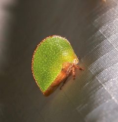 Archasia auriculata by (c) Laura Gaudette, some rights reserved (CC BY), uploaded by Laura Gaudette. Used under a CC-BY license.