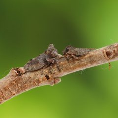 Microcentrus perditus by (c) Adrienne van den Beemt, some rights reserved (CC BY), uploaded by Adrienne van den Beemt. Used under a CC-BY license.