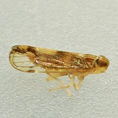 Haplaxius pictifrons by (c) Bill Keim, some rights reserved (CC BY). Used under a CC-BY license.