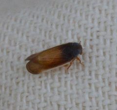 Haplaxius slossonae by (c) Dan Johnson, some rights reserved (CC BY), uploaded by Dan Johnson. Used under a CC-BY license.