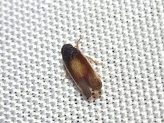 Haplaxius slossonae by (c) Thomas Koffel, some rights reserved (CC BY), uploaded by Thomas Koffel. Used under a CC-BY license.
