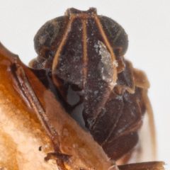 Melanoliarus complectus by (c) Hopper Museum, some rights reserved (CC BY), uploaded by Hopper Museum. Used under a CC-BY license.