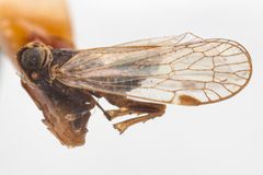 Melanoliarus complectus by (c) Hopper Museum, some rights reserved (CC BY), uploaded by Hopper Museum. Used under a CC-BY license.