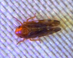 Xestocephalus brunneus by (c) cigazze, some rights reserved (CC BY), uploaded by cigazze. Used under a CC-BY license.