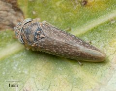 Graphocephala confluens by no rights reserved, uploaded by Jesse Rorabaugh. Used under a CC0 license.
