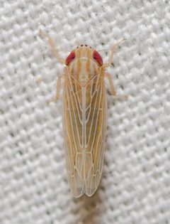 Graminella plana by (c) Justin Williams, some rights reserved (CC BY), uploaded by Justin Williams. Used under a CC-BY license.