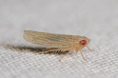 Graminella plana by (c) Justin Williams, some rights reserved (CC BY), uploaded by Justin Williams. Used under a CC-BY license.