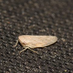 Paraphlepsius planus by (c) Shannon Foreman, some rights reserved (CC BY), uploaded by Shannon Foreman. Used under a CC-BY license.
