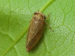 Agallia quadripunctata by (c) Sam Kieschnick, some rights reserved (CC BY), uploaded by Sam Kieschnick. Used under a CC-BY license.