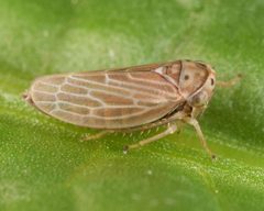 Agallia quadripunctata by (c) skitterbug, some rights reserved (CC BY), uploaded by skitterbug. Used under a CC-BY license.