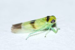 Kybos trifasciatus by (c) Owen Strickland, some rights reserved (CC BY), uploaded by Owen Strickland. Used under a CC-BY license.
