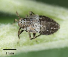 Pissonotus frontalis by no rights reserved, uploaded by Jesse Rorabaugh. Used under a CC0 license.