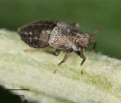 Pissonotus frontalis by no rights reserved, uploaded by Jesse Rorabaugh. Used under a CC0 license.