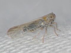 Nothodelphax foveata by (c) Elliott Gordon, some rights reserved (CC BY), uploaded by Elliott Gordon. Used under a CC-BY license.