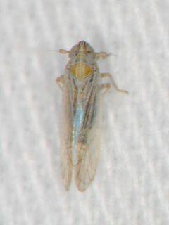 Nothodelphax foveata by (c) Elliott Gordon, some rights reserved (CC BY), uploaded by Elliott Gordon. Used under a CC-BY license.