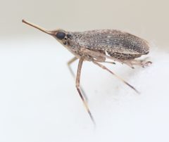 Scolops by (c) Even Dankowicz, some rights reserved (CC BY), uploaded by Even Dankowicz. Used under a CC-BY license.