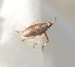 Scolops by (c) Even Dankowicz, some rights reserved (CC BY), uploaded by Even Dankowicz. Used under a CC-BY license.
