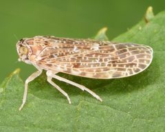 Synecdoche grisea by (c) skitterbug, some rights reserved (CC BY), uploaded by skitterbug. Used under a CC-BY license.