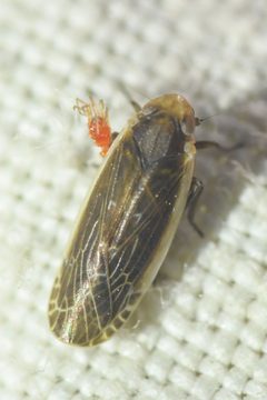 Synecdoche necopina by (c) Trevor Van Loon, some rights reserved (CC BY), uploaded by Trevor Van Loon. Used under a CC-BY license.