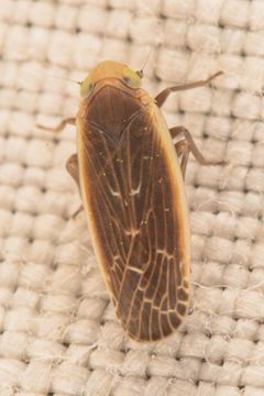 Synecdoche necopina by (c) Trevor Van Loon, some rights reserved (CC BY), uploaded by Trevor Van Loon. Used under a CC-BY license.