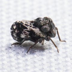 Bruchomorpha decorata by (c) Ken-ichi Ueda, some rights reserved (CC BY), uploaded by Ken-ichi Ueda. Used under a CC-BY license.