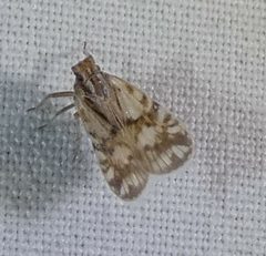 Bothriocera maculata by no rights reserved, uploaded by kcthetc1. Used under a CC0 license.