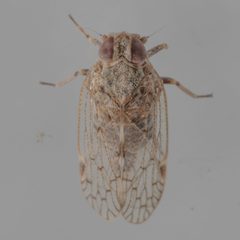 Melanoliarus texanus by (c) Victor Engel, some rights reserved (CC BY), uploaded by Victor Engel. Used under a CC-BY license.