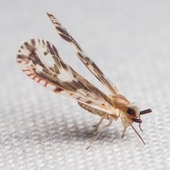 Anotia fitchi by (c) Ken-ichi Ueda, some rights reserved (CC BY), uploaded by Ken-ichi Ueda. Used under a CC-BY license.