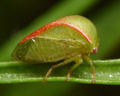 Spissistilus festinus by (c) skitterbug, some rights reserved (CC BY), uploaded by skitterbug. Used under a CC-BY license.