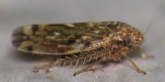 Xestocephalus similis by (c) Nick Block, some rights reserved (CC BY), uploaded by Nick Block. Used under a CC-BY license.