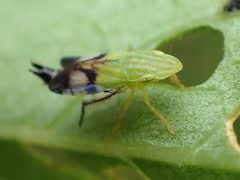 Neohecalus lineatus by no rights reserved, uploaded by Zygy. Used under a CC0 license.