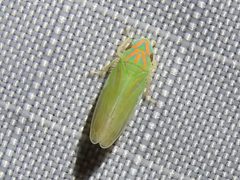 Spangbergiella vulnerata by (c) Sam Kieschnick, some rights reserved (CC BY), uploaded by Sam Kieschnick. Used under a CC-BY license.