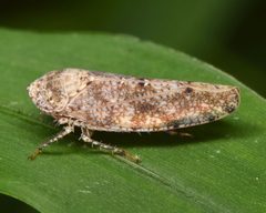 Paraphlepsius by (c) skitterbug, some rights reserved (CC BY), uploaded by skitterbug. Used under a CC-BY license.