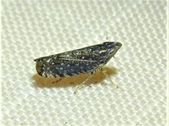 Scaphytopius frontalis by (c) Annika Lindqvist, some rights reserved (CC BY), uploaded by Annika Lindqvist. Used under a CC-BY license.