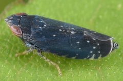 Scaphytopius by (c) skitterbug, some rights reserved (CC BY), uploaded by skitterbug. Used under a CC-BY license.