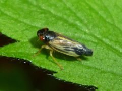 Evacanthus acuminatus by (c) Even Dankowicz, some rights reserved (CC BY), uploaded by Even Dankowicz. Used under a CC-BY license.